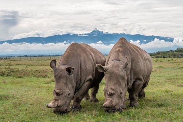 Northern white rhinos in Kenya